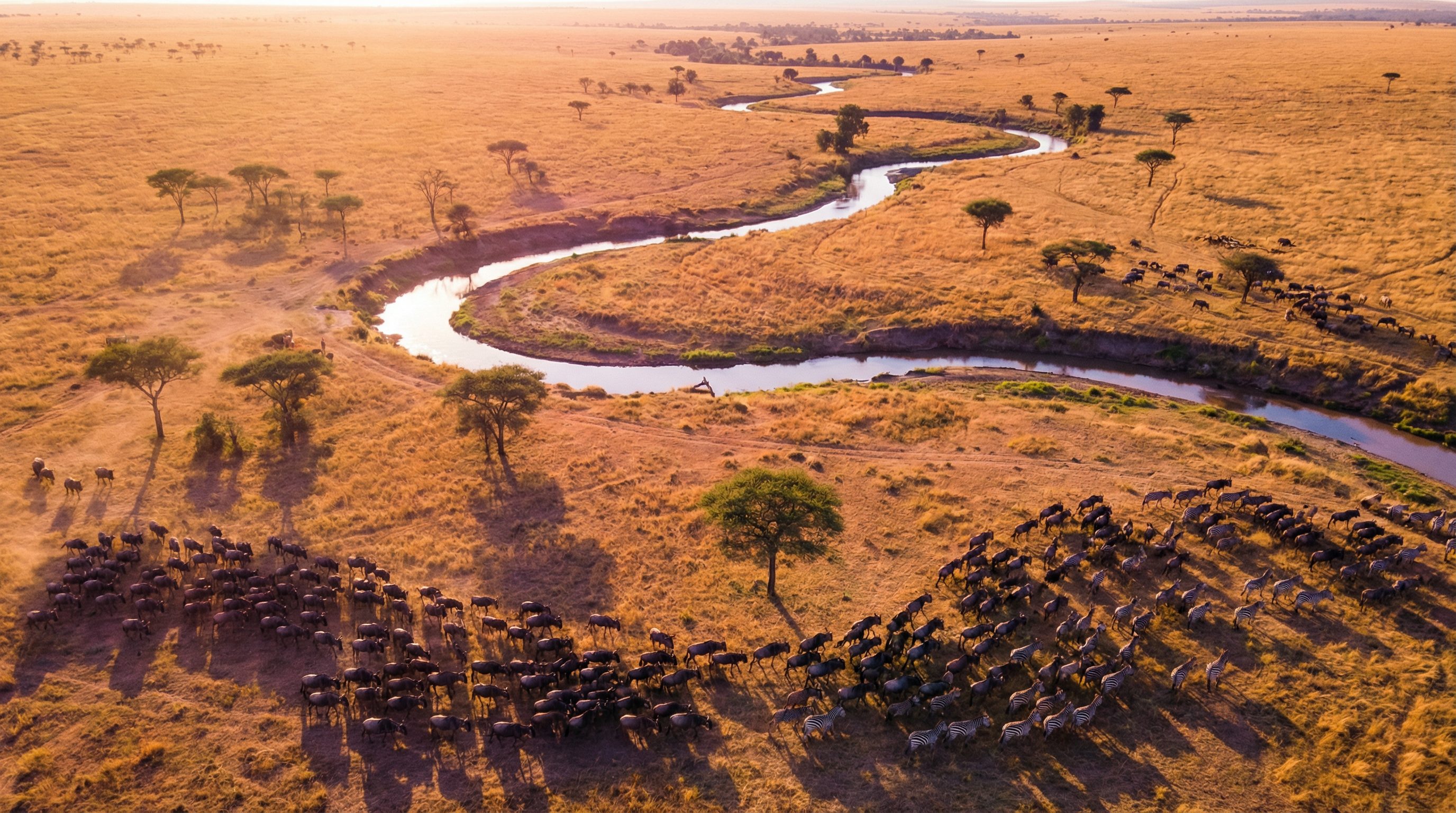 花色堂非洲野生动物