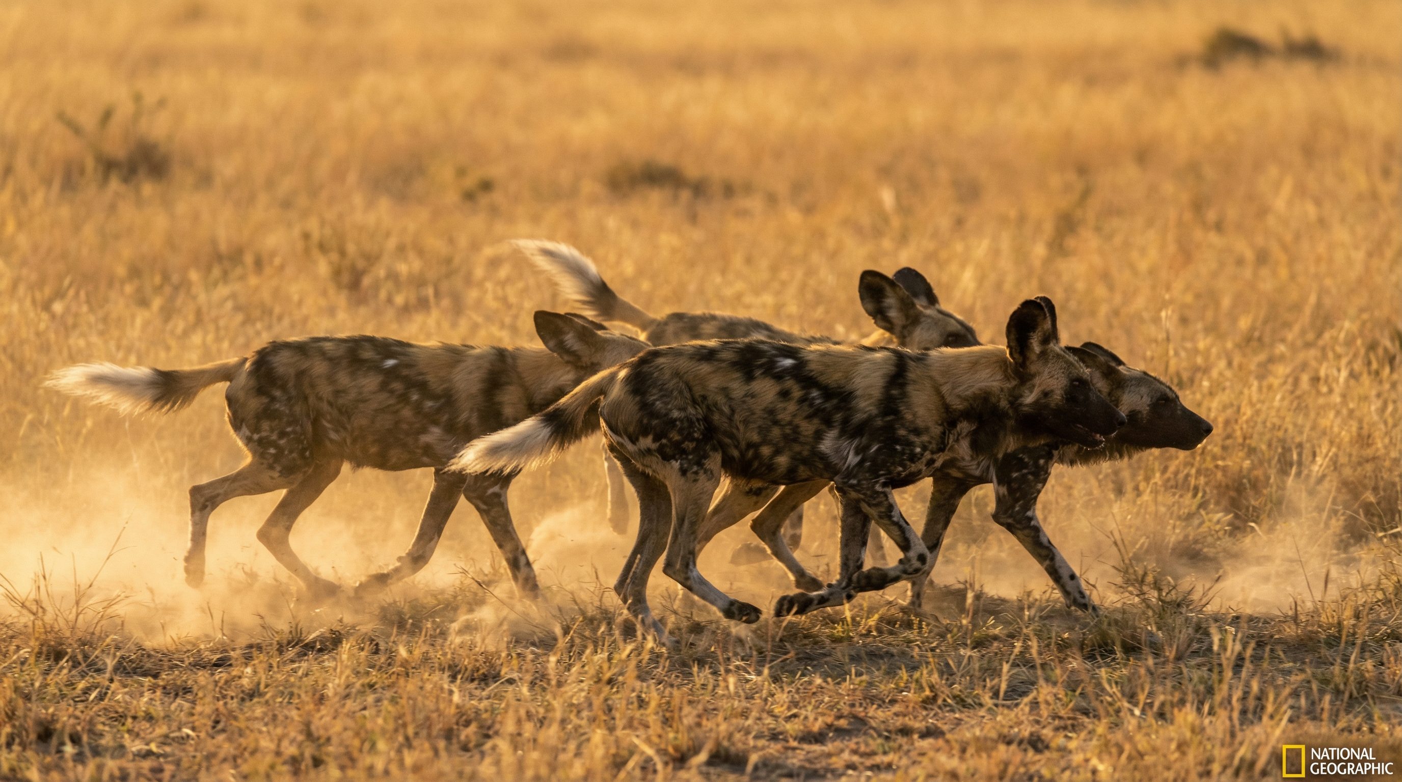 花色堂野生动物保护视频