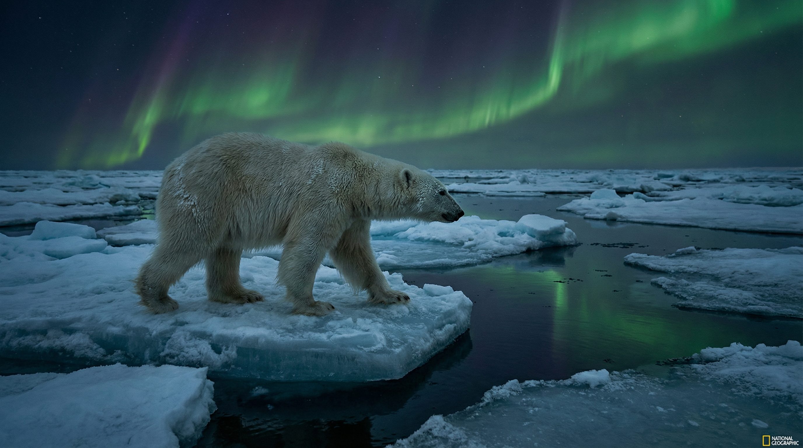 花色堂视频：北极熊极地探险视频演示